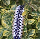 IMG_5142 - Copie.webp