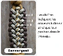 Tressages +chiffres - Convergent .webp